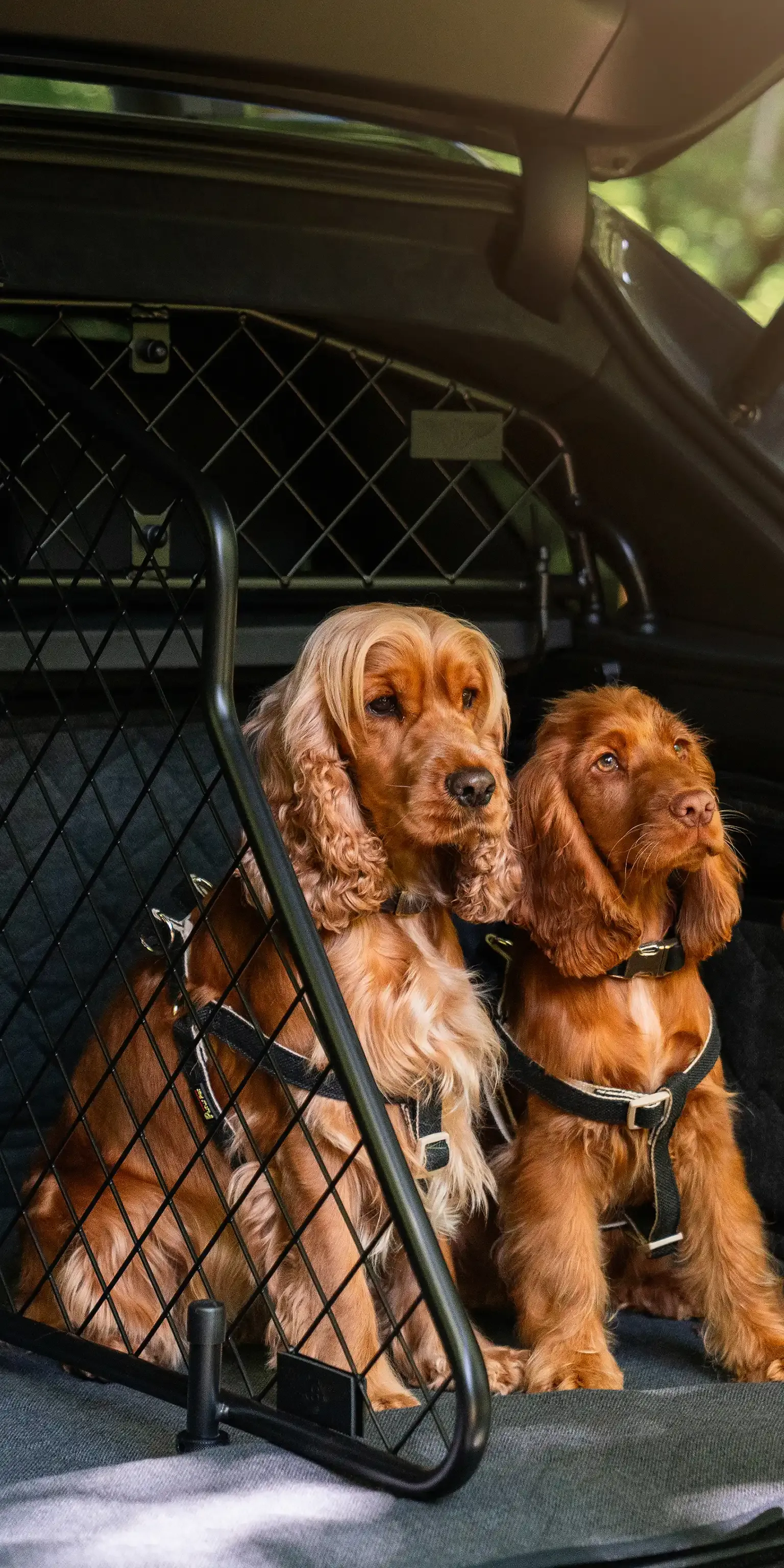 Bentley Bespoke Dog Guard and Moveable Luggage Divider, designed and engineered to create flexible travel zones that give pets their own cozy safe space and owners complete peace of mind. 